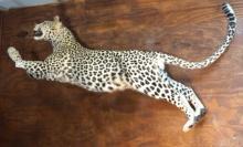 Leaping African Leopard Full Body Taxidermy Mount **Texas Residents Only!**