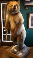 Standing Interior Grizzly Bear Full Body Taxidermy Mount