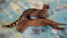 East African Genet Cat Full Body Taxidermy Mount