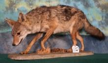 East African Silver Back Jackal Full Body Taxidermy Mount