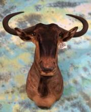 African Cookson's Wildebeest Shoulder Taxidermy Mount