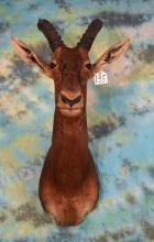 African Tiang Antelope Shoulder Taxidermy Mount