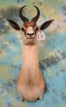 Beautiful & Rare Copper Springbuck Gazelle Shoulder Taxidermy Mount