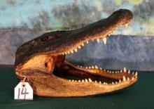 Cool! Alligator Head Taxidermy Mount