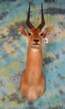 African Puku Antelope Shoulder Taxidermy Mount