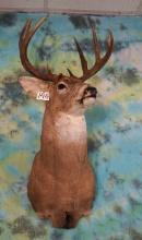 10pt. Canadian Whitetail Deer Shoulder Taxidermy Mount