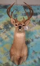 Nice 14pt. Kansas Whitetail Deer Shoulder Taxidermy Mount