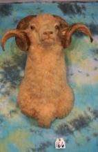 Big Merino Sheep Shoulder Taxidermy Ram Mount