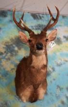 Stunning Rusa Deer Shoulder Taxidermy Trophy Mount