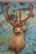 Pretty Caribou Shoulder Taxidermy Mount