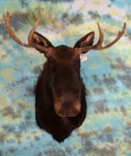 Shiras Moose Shoulder Taxidermy Mount