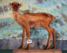 Gorgeous Baby Caribou Full Body Taxidermy Mount