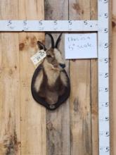 Chamois Shoulder Mount Taxidermy