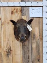 Wild Boar Hog Shoulder Mount Taxidermy