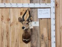 African Bush Buck Shoulder Mount Taxidermy