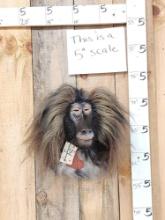 Reproduction Baboon Shoulder Mount Taxidermy