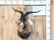 Feral Goat Shoulder Mount Taxidermy