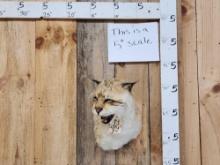 Reproduction Iberian Lynx Shoulder Mount Taxidermy