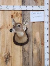 Whitetail Doe Shoulder Mount Taxidermy