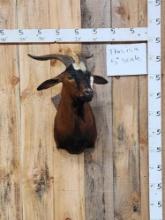 Feral Goat Shoulder Mount Taxidermy