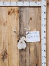 Boone & Crockett Trophy Class Jackalope Shoulder Mount Taxidermy