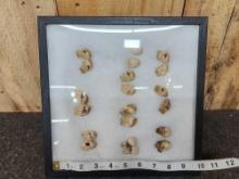 10 Sets Of Elk Ivory Teeth Taxidermy