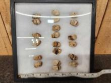 10 Sets Of Elk Ivory Teeth Taxidermy