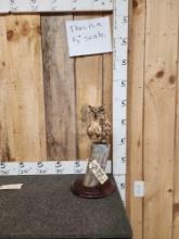 Reproduction Barn Owl Bird Taxidermy