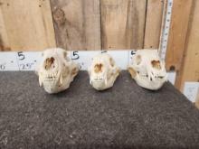 3 Black Bear Skulls Taxidermy