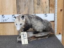 Opossum Full Body Taxidermy Mount