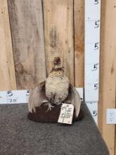 Ruffed Grouse Bird Taxidermy