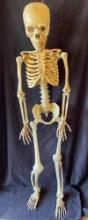 Life Size Skeleton Decor