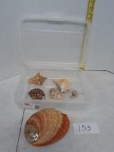 Sea Shells w/container