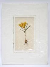 19th Century Botanical Lithograph - Crocus (no. 45)