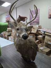 Deer Head Mount