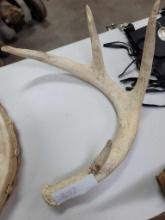 Deer Antler