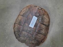 Turtle Shell