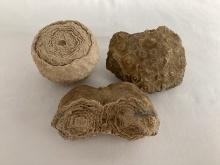 Sand Stromatolite and Coral Fossil