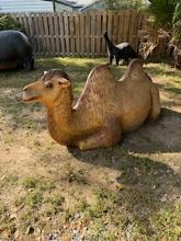 Life Size Fiberglass Camel