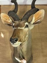 Taxiderny Mount