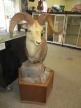 Vintage Freestanding Ram Taxidermy Mount with Wood Base