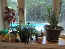 Grouping of Live Indoor Plants-Thanksgiving Cactus, Jade Plant, Cactus,