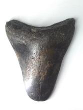 Megalodon Shark Tooth