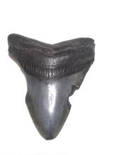 Megalodon Shark Tooth