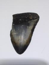 Megalodon Shark Tooth