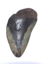 Megalodon Shark Tooth