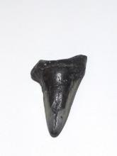 Megalodon Shark Tooth