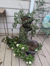 (BPORCH) LOT OF (3) POTTED PLANTS, ONE IS ON A BLACK METAL PLANT STAND (RUSTED). ONE DECORATIVE