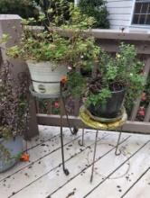 (BPORCH) TWO POTTED PLANTS ON METAL STANDS. ONE BLACK METAL STAND WITH CURVED DETAILS, THE OTHER IS