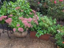 (BY) TWO POTTED PLANTS: ONE LARGE STONE PLANTER WITH TALL BLOOMS OF PINK SEDUM, THE OTHER A